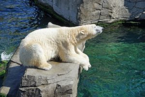 Visit polar bears at the zoo at part of your homeschooling